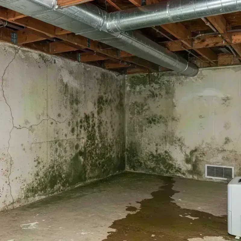 Professional Mold Removal in Dixon, CA